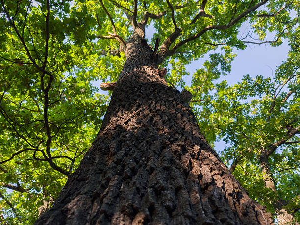 istock Trunk and top branches of old oak, bottom view 2242538434