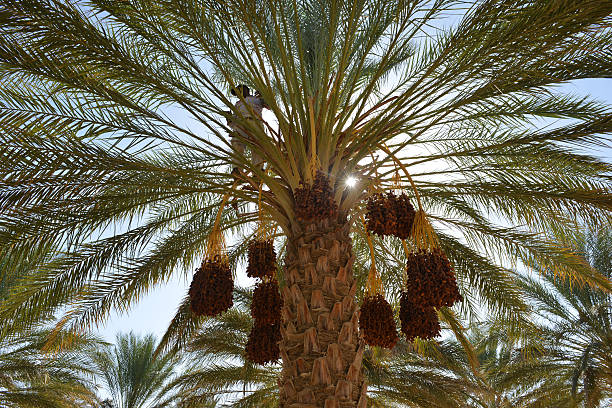Ripe dates hanging from palm tree under bright sunlight in Tunisian oasis