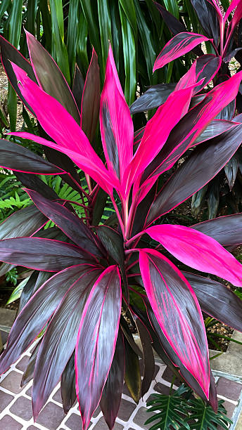 istock Exotic plant Cordyline fruticosa 2242539099
