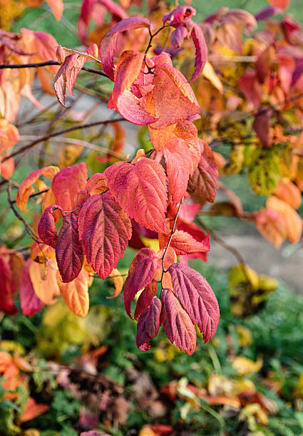 istock colorful fall leaves spiraea macrophylla 2242539306