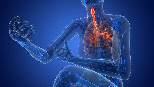 istock Human Respiratory System Lungs Anatomy 2242539494