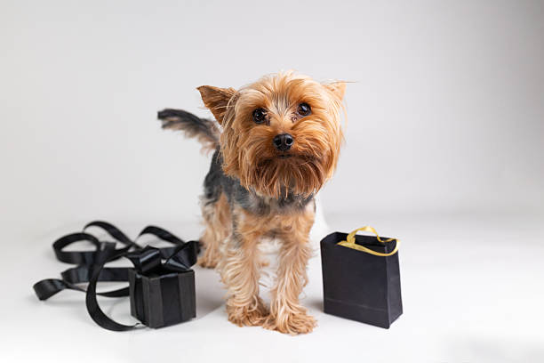 istock Yorkshire Terrier Stands Near Black Friday Shopping Items on White Background 2242539541
