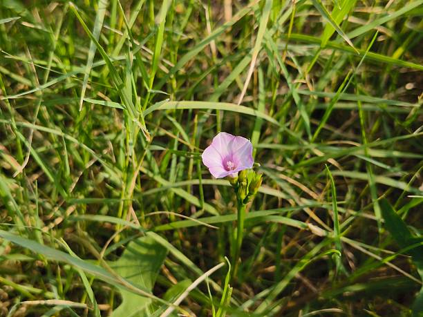 istock littlebell morning glory flower 2242540425