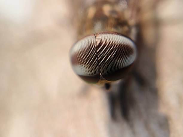 Fly with big eyes on a leaf and blurred bokeh background
