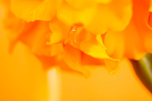 macro photography of a marigold flower