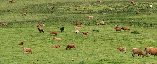 istock Cows grazing in the meadow in the morning sun 2242541320