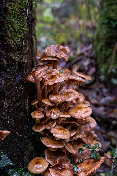 istock Cluster of Armillaria mellea on a tree trunk 2242541798
