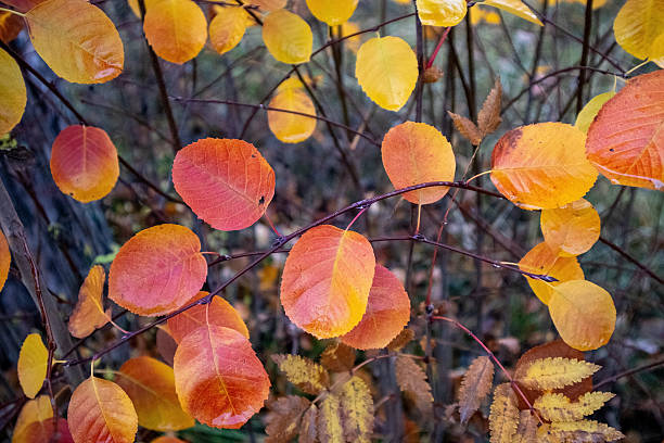 istock colorful autumn aspen leaves 2242541803