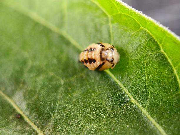 istock Larva of a ladybird beetle 2242542414