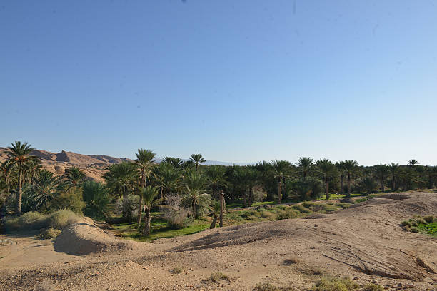 palm tree in the Agafay desert near the Moroccan city of Marrakesh; Marrakesh, Marocco