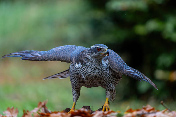 istock Northern goshawk protecting his food 2242542758