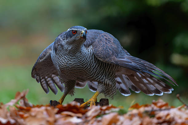 istock Northern goshawk protecting his food 2242542760