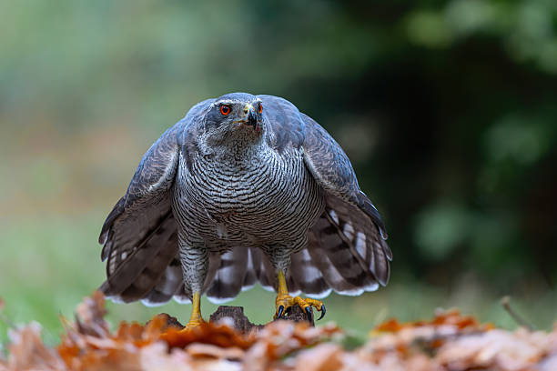 istock Northern goshawk protecting his food 2242542762