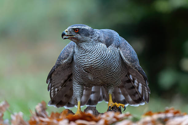 istock Northern goshawk protecting his food 2242543274