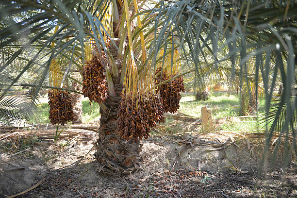 istock Ripe Date Palm Tree in Tunisian Oasis 2242543312