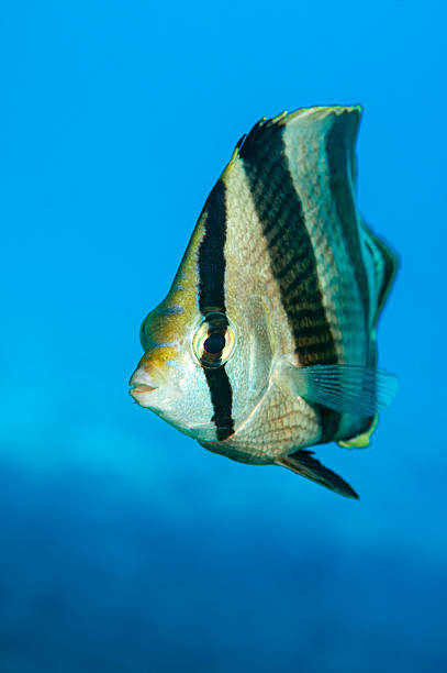 istock The banded butterflyfish (Chaetodon striatus) in Bonaire 2242543492