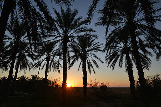 istock Sunset Over Date Palms in Tunisian Desert 2242543511