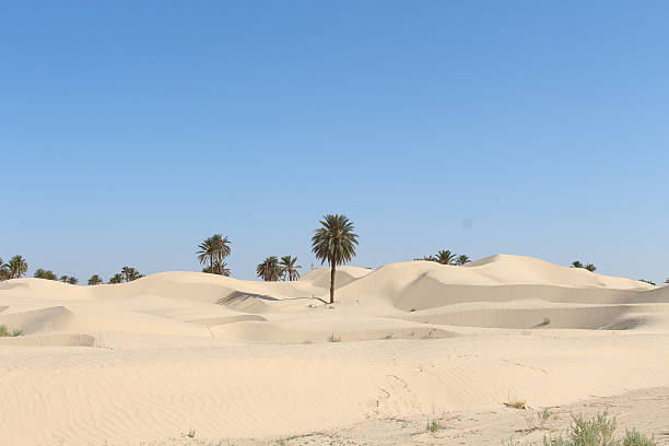 istock Lone Palm Tree in Tunisian Desert Dunes 2242543665