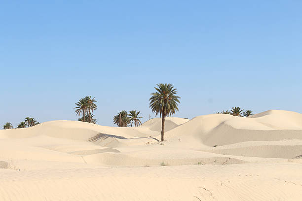 istock Lone Palm Tree in Tunisian Desert Dunes 2242543677