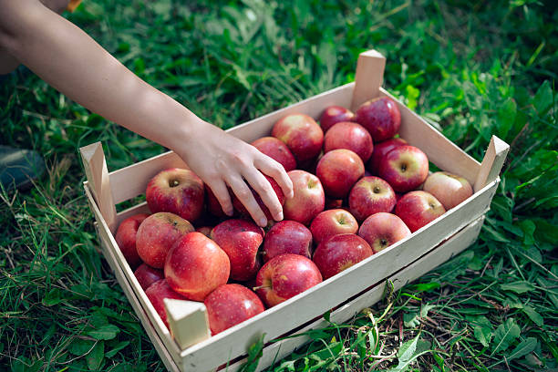 Young woman harvesting fresh apples from apple trees in orchard garden.