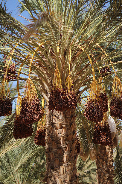 istock Golden Sunlight on Ripe Date Clusters Tunisia 2242543839