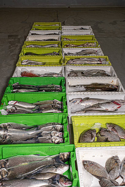 istock Freshly caught fish on display at the seafood market 2242543950
