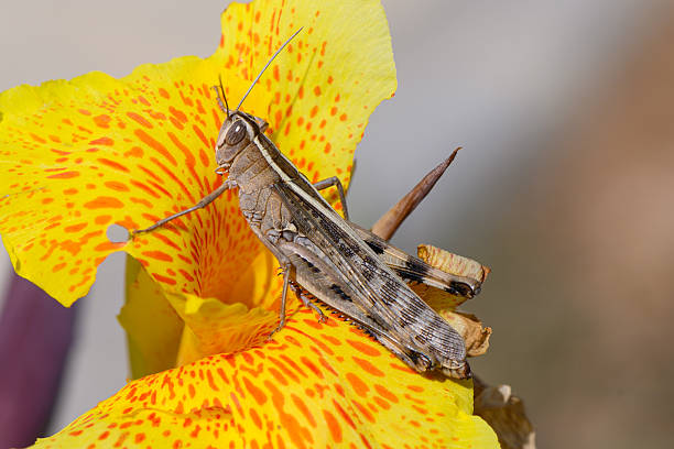 Close-up of a grasshopper sitting on a bright yellow flower. Details of the insect and petal texture create an impressive macro nature shot.