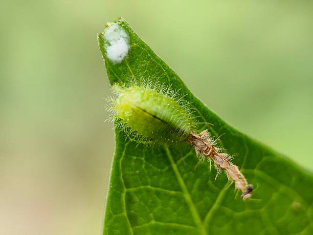 istock Larva of a tortoise beetle 2242545633