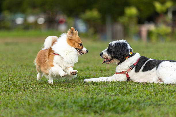Pembroke welsh corgi and Mixed breed doodle dogs are playing together at public park.Singapore.