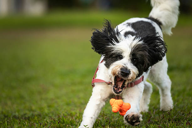 Beautiful mixed-breed doodle dog is playing with pet toy while running on grass area at public park.