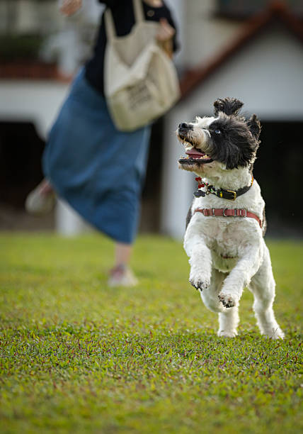 Beautiful mixed-breed doodle dog is playing with pet owner while running on grass area at public park.
