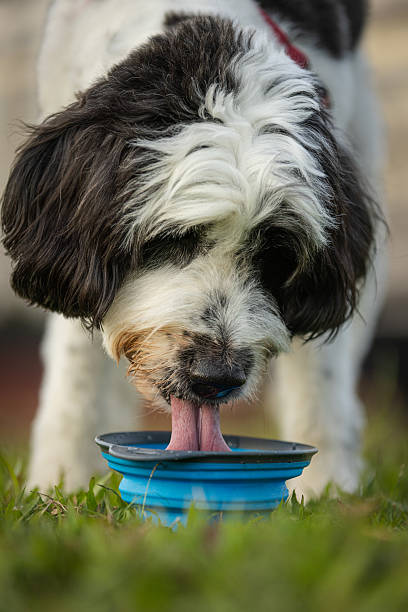 Sheepadoodle dog is drinking water on grass area at public park.