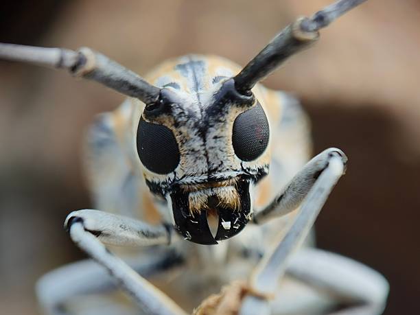 istock cottonwood borer 2242546452