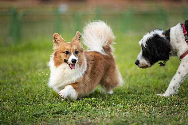 istock Two domestic dogs are playing on grass. 2242546467