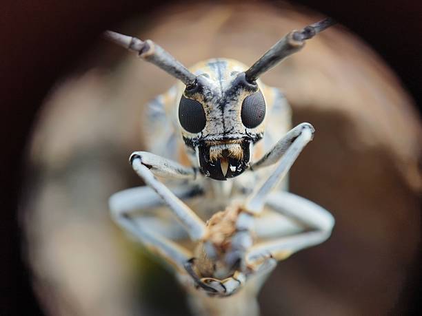 istock cottonwood borer 2242546478