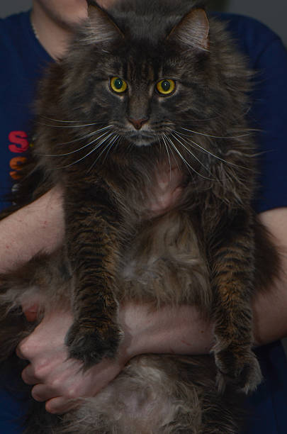 istock Large Maine Coon Cat in Owners Arms 2242547743