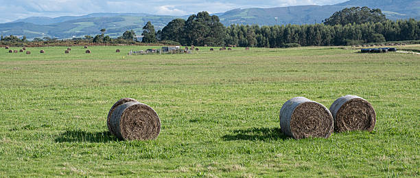 istock Cylindrical hay bales in a green field 2242547980