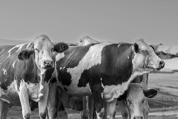 istock black and white image of cows at a farm 2242548104