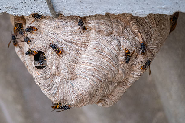 istock Velutina wasp nest with active individuals 2242549115