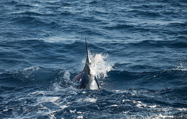 istock Blue Marlin Fishing 2242549247