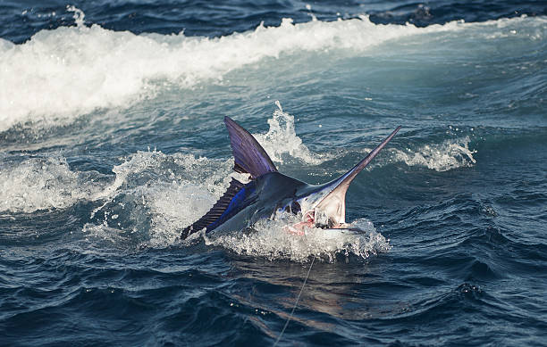 istock Blue Marlin Fishing 2242549250