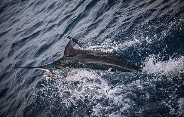 istock Blue Marlin Fishing 2242549275
