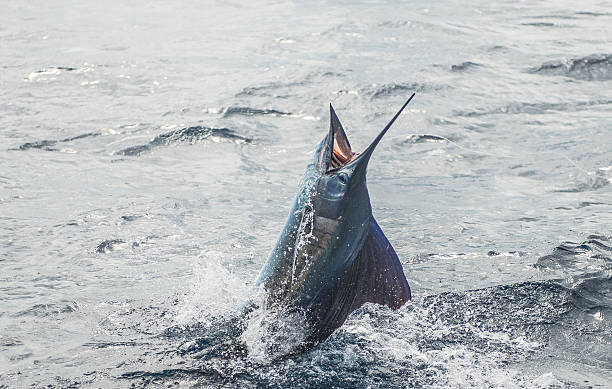 istock Blue Marlin Fishing 2242549296