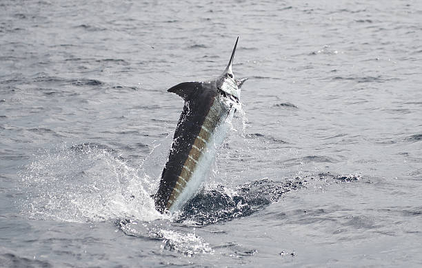 istock Blue Marlin Fishing 2242549301