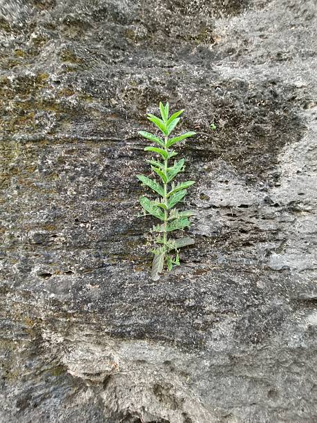A small green plant finds a way to grow from a crack in a textured rock wall.