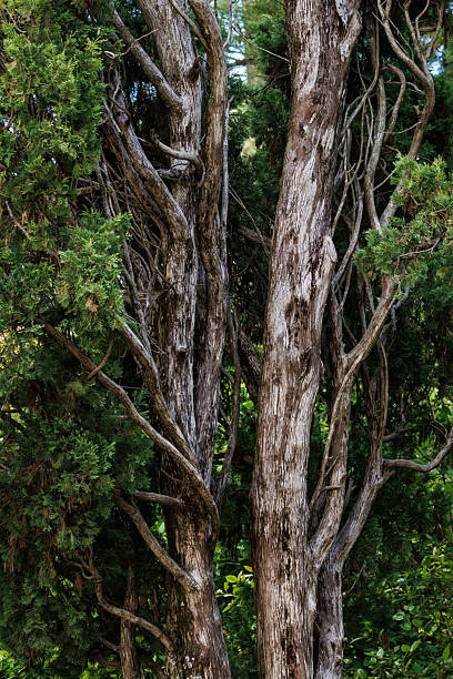 Vertical closeup shot of cedar juniperus thurifera, Alcoy, Spain