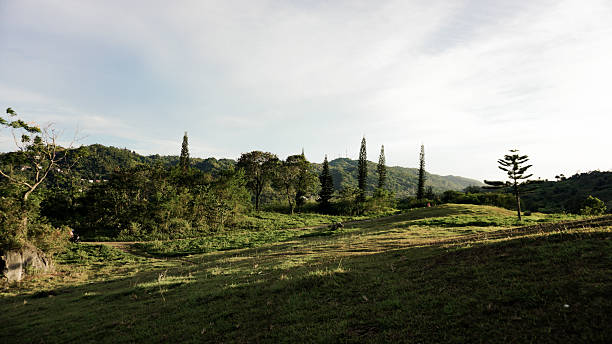 istock Kan-Irag Pines Trees on Sunset 2242549939