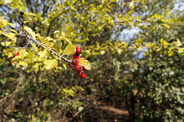 Hawthorn (Crataegus monogyna) branch with red berries in autumn, Alcoy, Spain