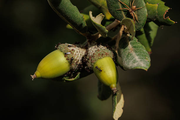 An acorn on a tree infested with aphids in symbiosis with Lasius ants in the Fuente Roja Natural Park in Alcoy, Spain