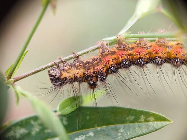 istock Close up of hairy caterpillar 2242550583